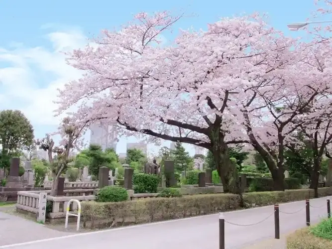 青山霊園 桜